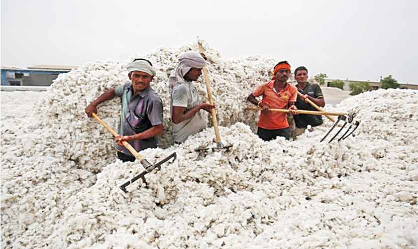 The cotton we need is next door