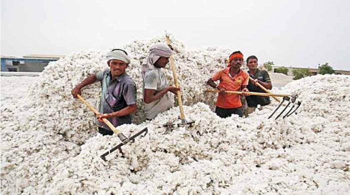 The cotton we need is next door