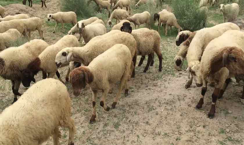 Sheep milk in Tharparkar