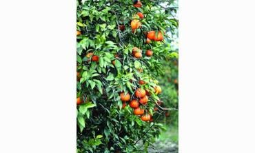 Revival of citrus farming in the Punjab