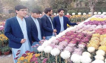 Blooming chrysanthemums