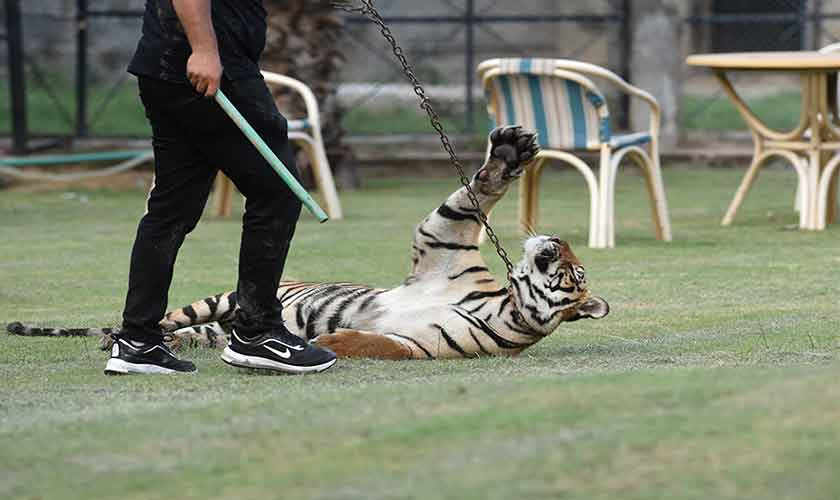 “They are inherently wild, driven by a hunting instinct. An owner might
recognise their moods, but a stranger can never predict their reaction.” —
Photo by Rahat Dar