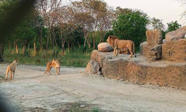 Domesticating the big cats