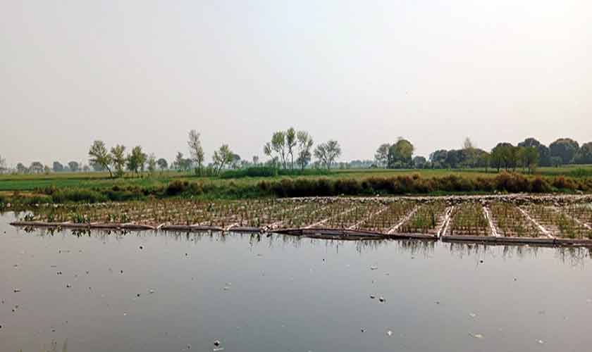 Floating treatment wetlands draw on a simple but powerful scientific principle: aquatic plants and microorganisms can naturally remove pollutants from water.