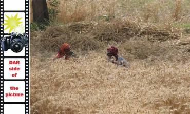 Wheat and watch!