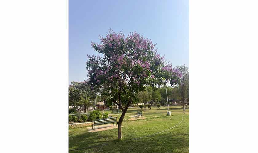 One tree, two solutions