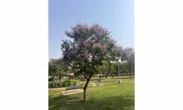 One tree, two solutions