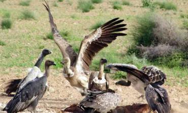 Vultures in the void