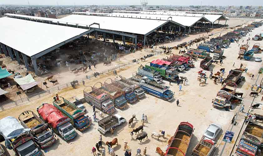 The Model Cattle Market continues to operate for all sorts of livestock trade at Shahpur Kanjran. — Photo: Supplied