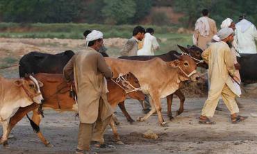 The great cattle shift
