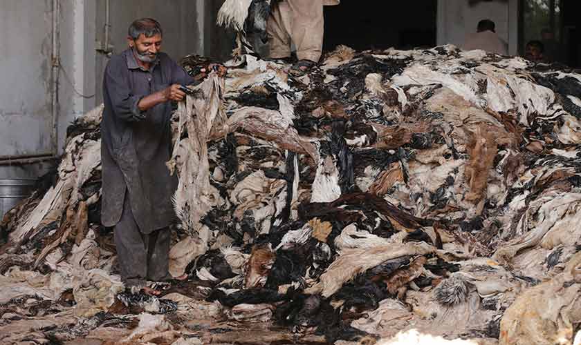 The operation is meant to reduce environmental pollution during Eid festivities. — Photos by Rahat Dar