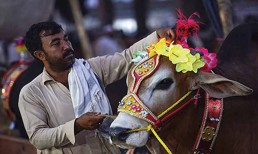 Prospects of rearing livestock