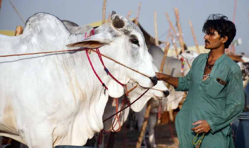 Cost of qurbani