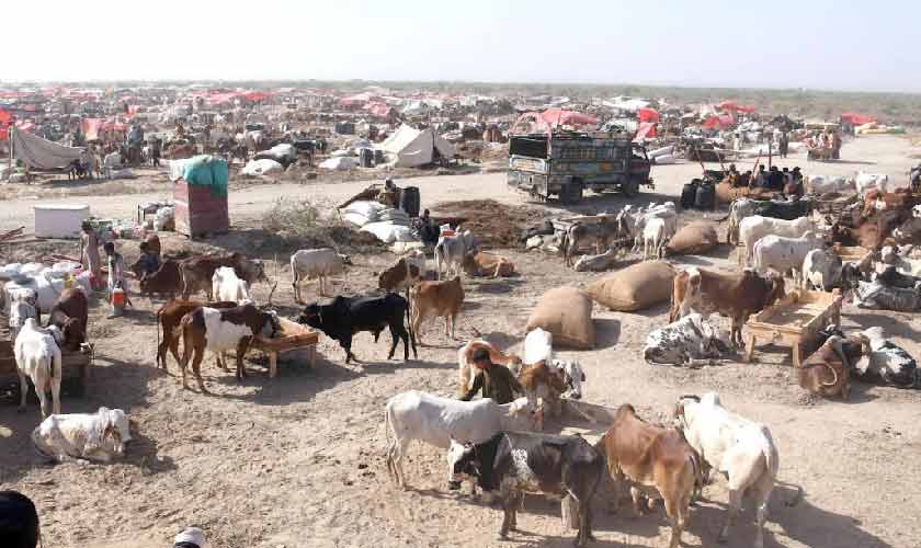 Cost of qurbani