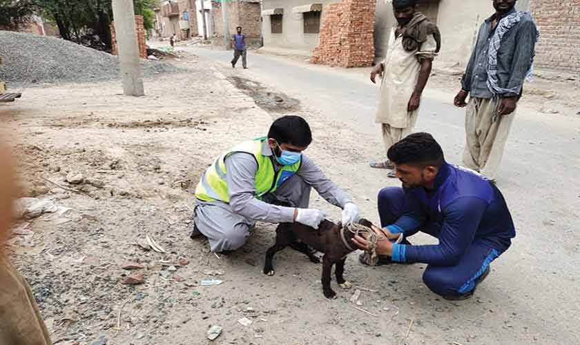 Animal rights activists administer rabies vaccine to a stray puppy.