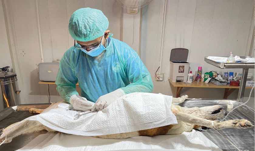 A veterinarian performs TNVR surgery on a dog.