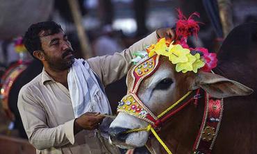Prospects of rearing livestock