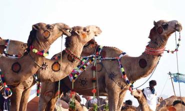 Cost of qurbani