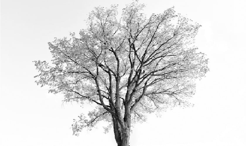 There is a magnolia tree sprouting from my heart