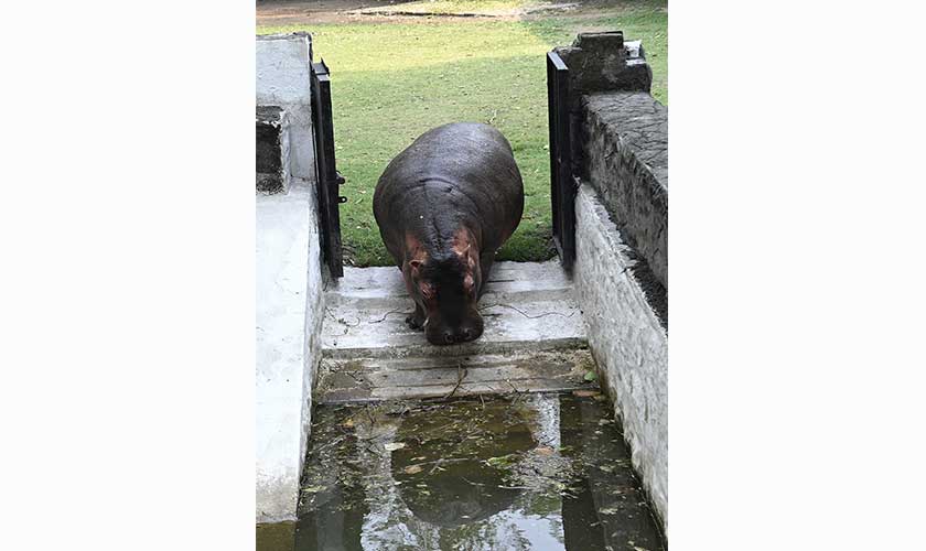 Enter the baby hippo