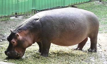 Enter the baby hippo
