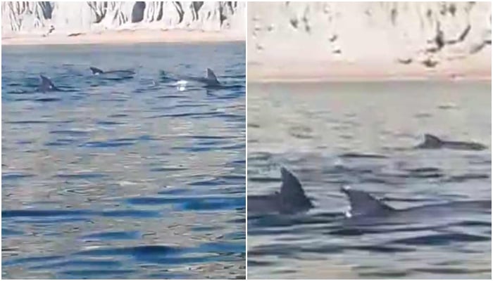 A group of dolphins frolics in waters. — Reporter