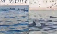 Dolphins Spotted In Gwadar Amid Noctiluca Bloom