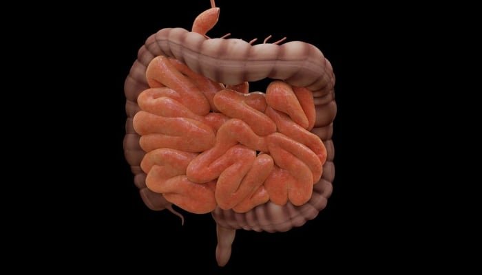 Representational image of digestive system. — Pexels