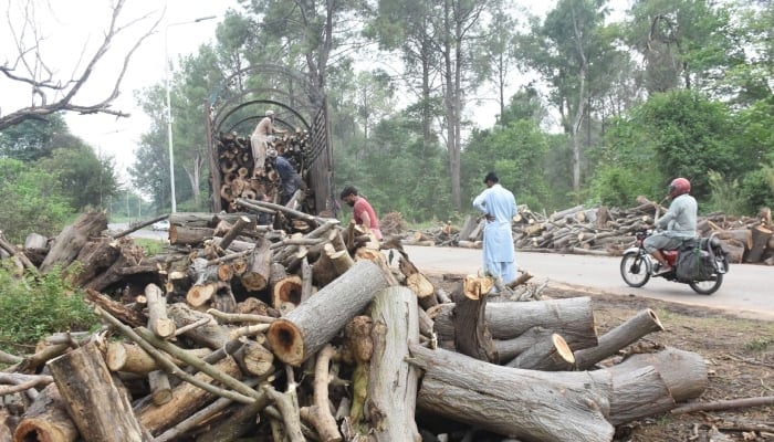 Labourers busy in cutting pollen trees from Shakarparian area to eradicate Pollen allergy from Islamabad, August 23, 2025. — Online