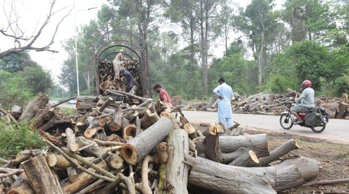 IHC orders CDA to stop tree-cutting drive in Islamabad, seeks report by Feb 2