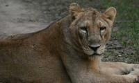 Pet lioness mauls child in Lahore's Bhekewal, owners arrested