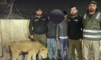 Pet lioness mauls child in Lahore's Bhekewal, owners arrested