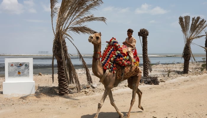 A person rides on a camel as he passes through the new plantation of palm trees at the Clifton Urban Forest, Karachi. — Reuters/File