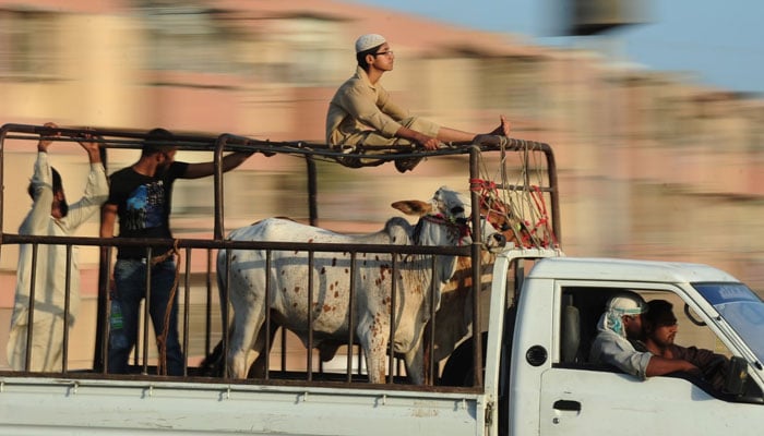 People transport cows on a pickup truck from an animal market in Karachi. — AFP/File