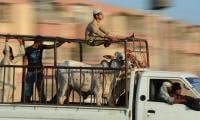 Eid Ul Adha: Animal-laden Vehicles Banned On Motorways