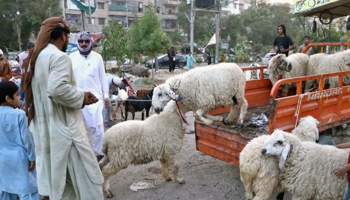 A vendor displaying sacrificial animal to attract the customer at roadside in Karachi ahead of Eid ul Adha, May 21, 2026. — APP