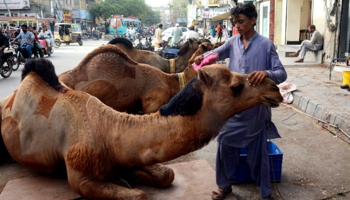 A vendor cleans a sacrificial camel at Burns Road ahead of Eid ul Adha as preparations for the religious festival gather momentum in Karachi, May 23, 2026. — APP