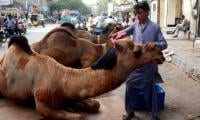 Sindh Reduces Eid Ul Adha Holidays To Three Days