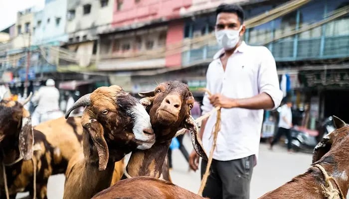 A livestock vendor waits for customers along a street in the old quarters of New Delhi ahead of Eid ul Adha. — AFP