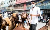 India imposes cow, calf sacrifice ban on Eid ul Adha 