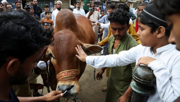 A boy touches a sacrificial bull before its slaughter during the Eid al-Adha festival in Karachi, Pakistan, May 27, 2026. — Reuters