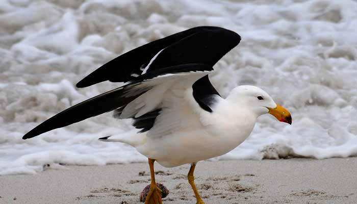 A Pacific Gull walks on a local beach in Esperance, a town on the south coast of Western Australia, on June 23, 2026.— AFP