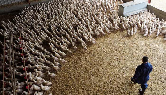 Ducks are seen inside a poultry farm in Castelnau-Tursan, France.— Reuters/File