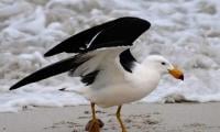 H5 bird flu detected in second Australia state