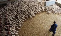 Record heat causes mass poultry deaths in France